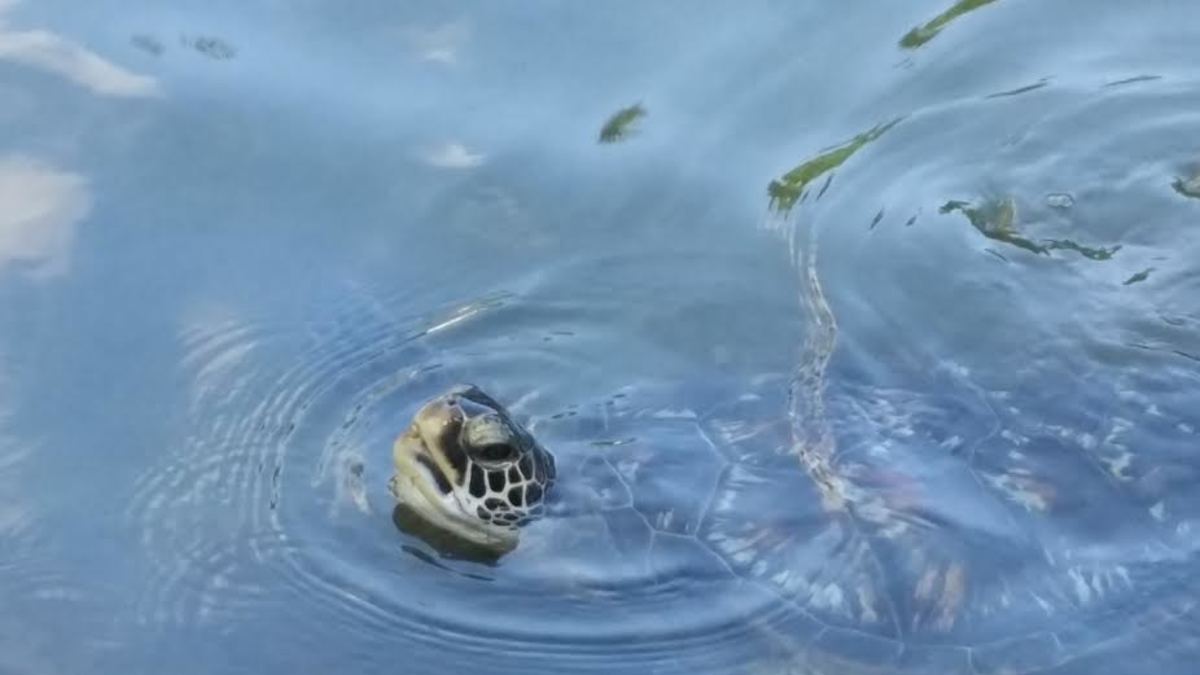 Sea turtle in the Dolphin Quest lagoon