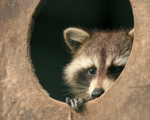 Author: hotblack....racoon.jpg