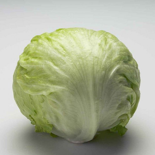 A full head of a great looking Head of Lettuce. This is a great example of a mature head of lettuce which can be cut up for in salads or for to be put in sandwiches.