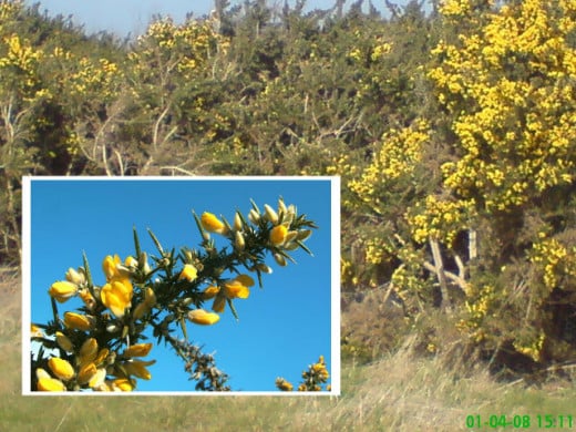 Gorse bush