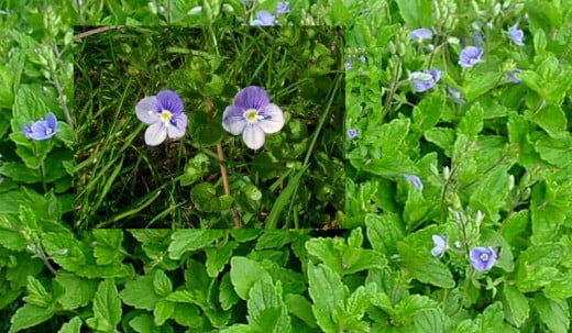 Chicory.