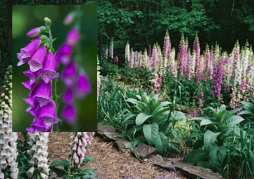 Foxgloves