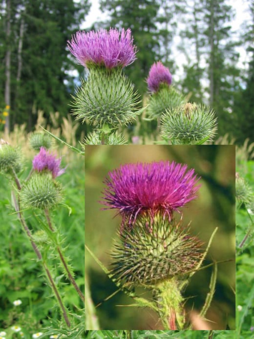 Thistle