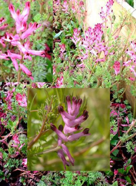 Fumitory.