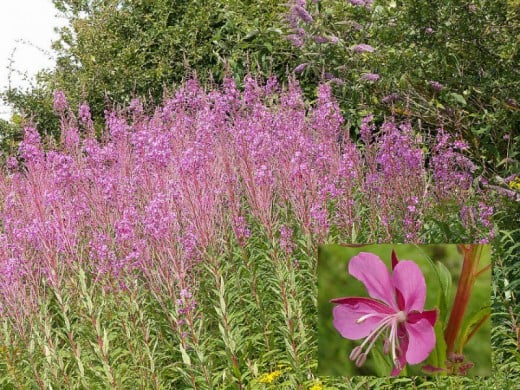 Willow Herb.