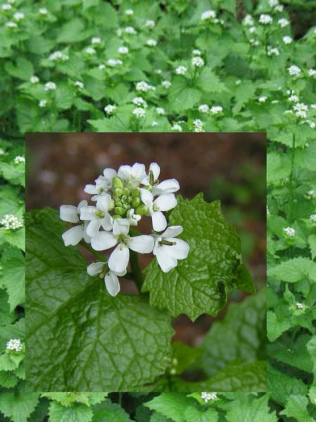 Garlic Mustard or Jack By The Hedge..