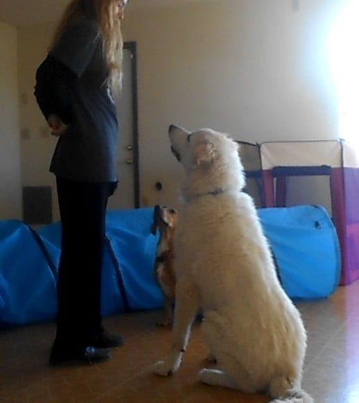 Training a Great Pyrenees of a client.