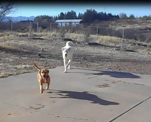 A Pry and hound mix happily coming when called 