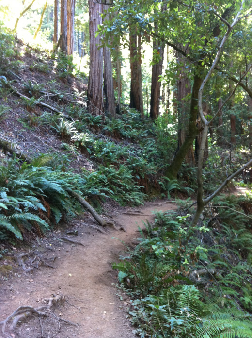 Take a walk in the woods for a little inspiration. 