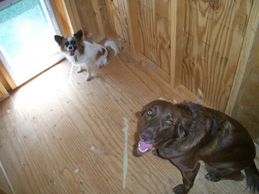 Bella and Maggie remind me that it's getting hotter, could I please speed it up a little with the insulation?