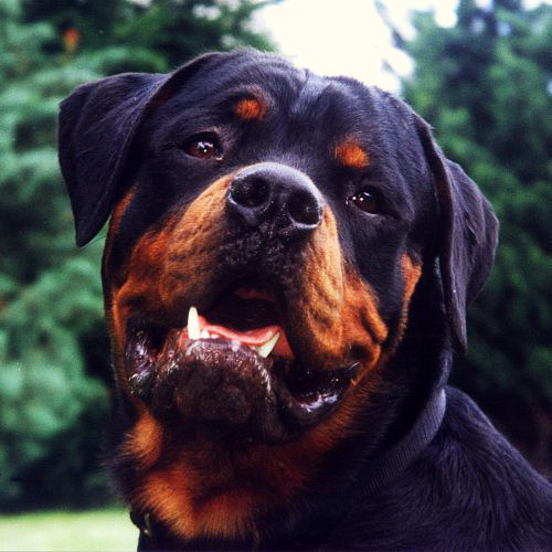 Rottweiler, example of large breed dog