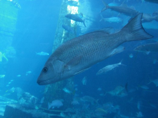 Some of the fish you will see!