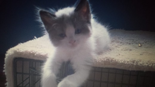 Many of our pets come into our home when they are very young.