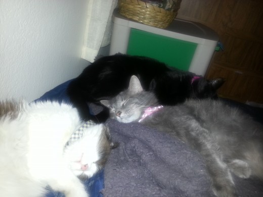 A rare photo of Finnick and Izzy together.