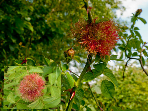 Robin's Pincushion.