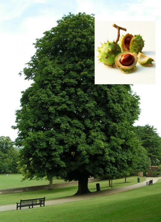 Horse Chestnut Tree.