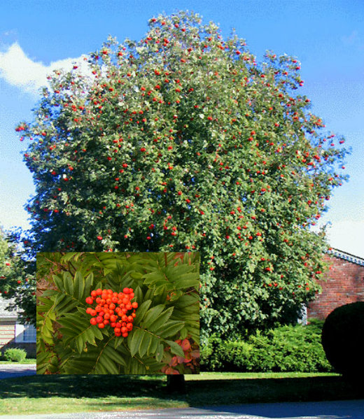 Mountain Ash.