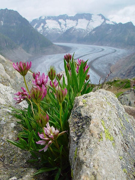 Joseph Steufer Fleurs avec le Glacier d'Aletsch en arrière plan