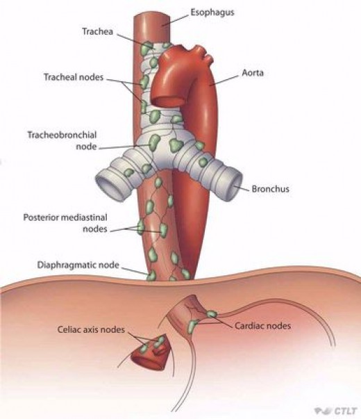 The three Anatomical regions of the Esophagus are the PharyngoEsophageal junction, Bifurcation of the Trachea and the point where it enters the Diaphragm