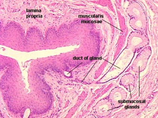 Oesophageal Diverticulum Health Implication: The Story Of Thomas ...