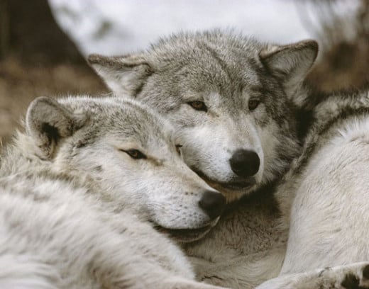 Gray wolves and dogs are related.