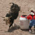 Tough rodeo clowns and a bull Tough rodeo clowns and a bull
