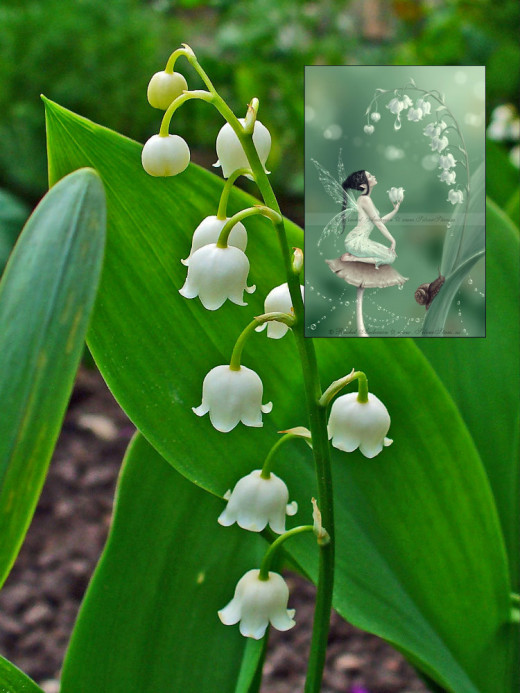 Lily Of The Valley.