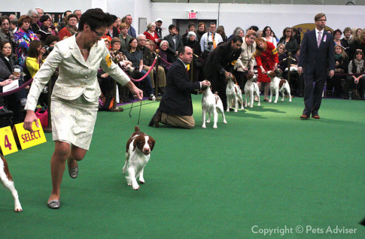 From the 2013 Westminster Kennel Club Dog Show
