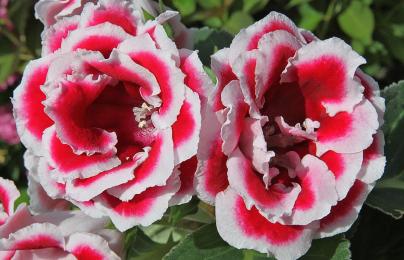 Top 10 Easy to Grow Flowering Ornamental Houseplants ...