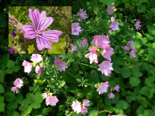 Mallow