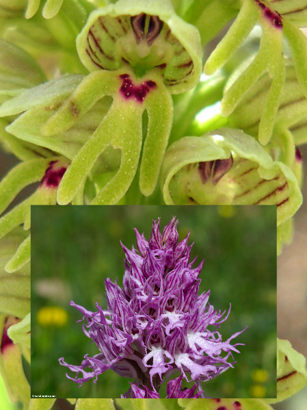Orchis.