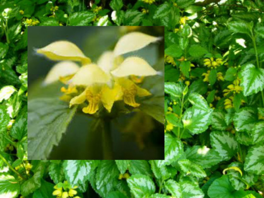 Yellow Deadnettle.