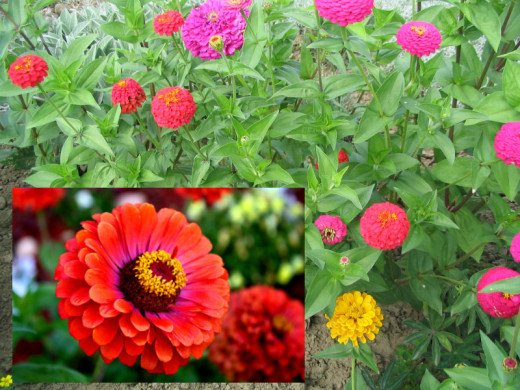 Zinnia.
