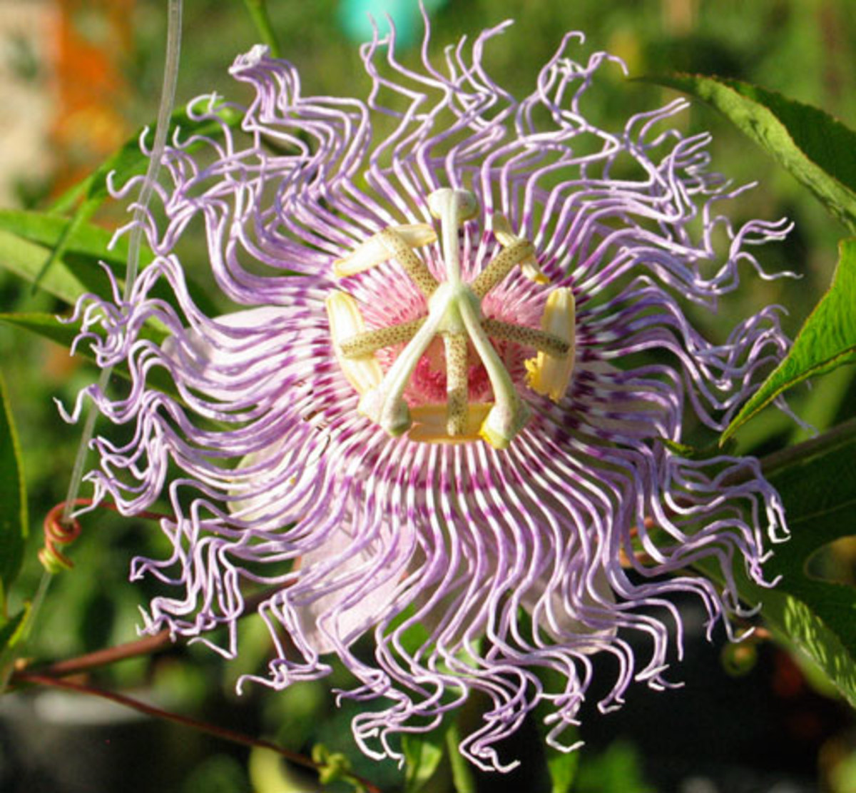 Hardy passionflower Passiflora incarnata