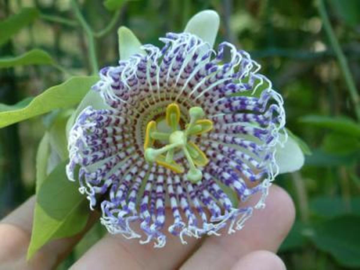 Fragrant Passionflower (Passiflora actinia)