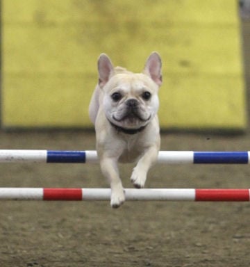 This is my dog, Teddy (French Bulldog) competing in Agility.