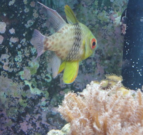 My pajama fish; one of my original critters in the tank!