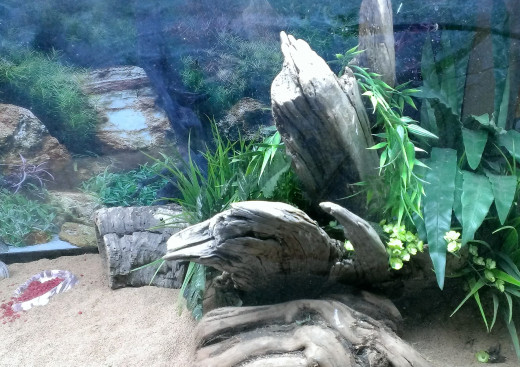 The right side of her tank filled with driftwood that is high enough for her to bask under the heat lamp and surrounded by plastic (for easy cleaning) plants.  She loves this area.