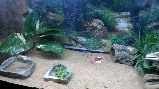 The left side of her tank is more open and has her water dish (she likes to soak and poop in it too!), her veggie dish and a little dish I keep filled with dry dragon food all the time.