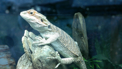 I think Journey is beautiful!  Each time she molts, she changes coloring.  Sometimes she is a shade of green with orange scales on her back.  Other times she has a lot of orange in her face and on her back.  