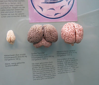 Dolphin brain in the middle and human brain on the right.