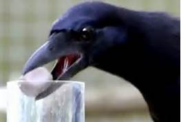 Crow practicing water displacement