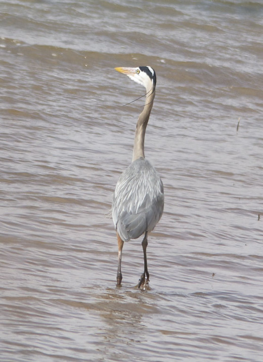 Great Blue Heron with Breeding Plumage