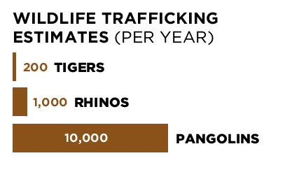 Rhino numbers for South Africa only.