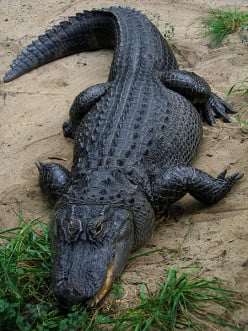 All About Alligators
