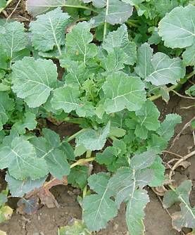 For an extended harvest, remember to grow some plants like this kale in your fall garden.