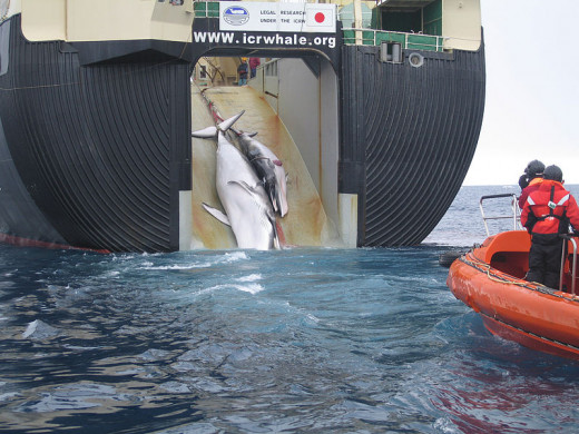 A Minke whale and her 1-year-old calf are dragged aboard the Nisshin Maru, a Japanese whaling vessel that is the world's only factory whaling ship. The wound that is visible on the calf's side was reportedly caused by an explosive-packed harpoon.