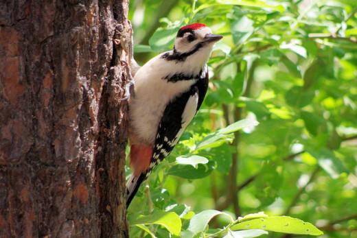 10 Amazingly Colourful Woodpeckers And Their Beautiful Allies Hubpages