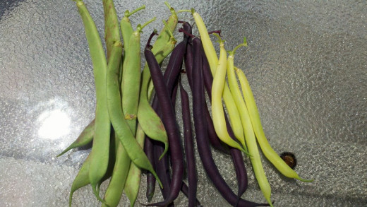 Bush Beans (from left to right): Italian Rose, Purple Queen and Eureka