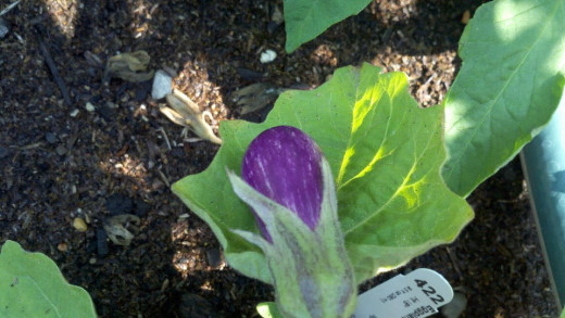Baby Eggplant "Fairy"